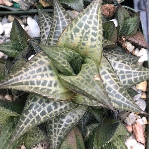 Haworthia venosa, rare succulent, window haworthia, rosette succulent, cactus, succulent, fairy garden, 3" pot size