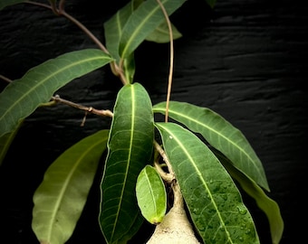 Raphionacme flanaganii 4" pot size, Seed Grown, caudex Milkweed, bonsai, exotic plant