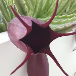 Stapelia leendertziae 4” pot, starfish cactus, carrion flower, stapeliad, corpse flower, succulent plant, easy succulent plants