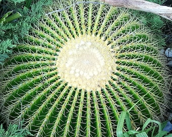 Echinocactus grusonii 4", Golden Barrel Cactus, xeric garden design, large cactus, succulent plant, round cactus plant