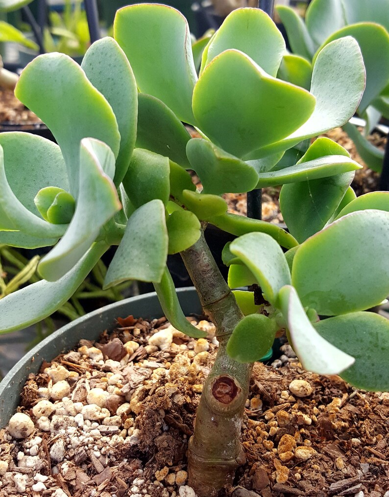 3 inch pots bonsai Crassula Blue Wave succulent plant Curly Jade fairy garden crassula ovata undulata rare succulent jade