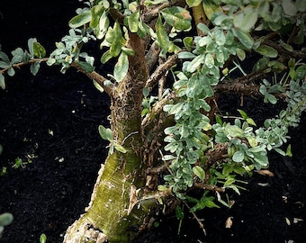 Sesamothamnus lugardii 6”/1 gallon, caudex plant, rare succulent plant, bonsai, exotic plant, 1 gallon pot size Seed grown