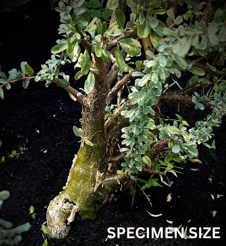 Sesamothamnus lugardii 6/1 gallon, caudex plant, rare succulent plant, bonsai, exotic plant, 1 gallon pot size Seed grown image 1