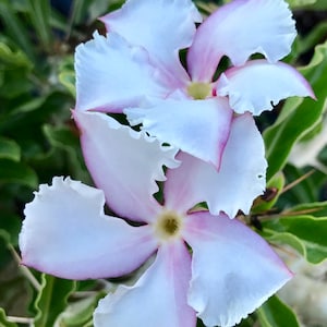 Pachypodium saundersii 3", caudex rare succulent plant, Madagascar Palm, bonsai, exotic plant, 3" pot size