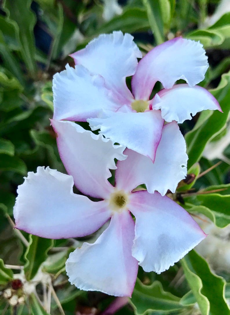 Pachypodium Madagascar Palm Rare Caudex Seeds - 20 Seeds For Bonsai Or Desert Garden