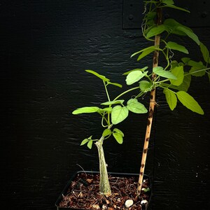 Momordica rostrata Vining caudex rare succulent plant, 5 pots seed grown image 2