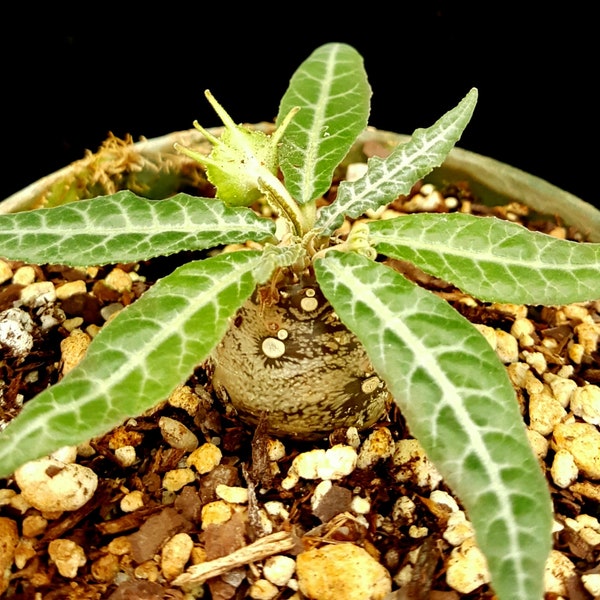 Dorstenia crispa lancifolia, rare bonsai succulent, succulent plant, African succulent plant