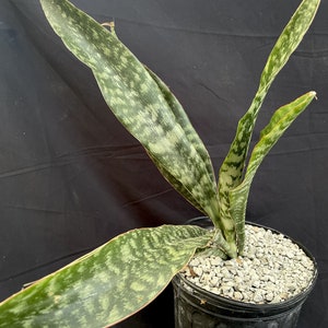 Sansevieria aubrytiana 6"/1 gallon, Shark Fin Sansevieria, snake plant, mother in Law Tongue