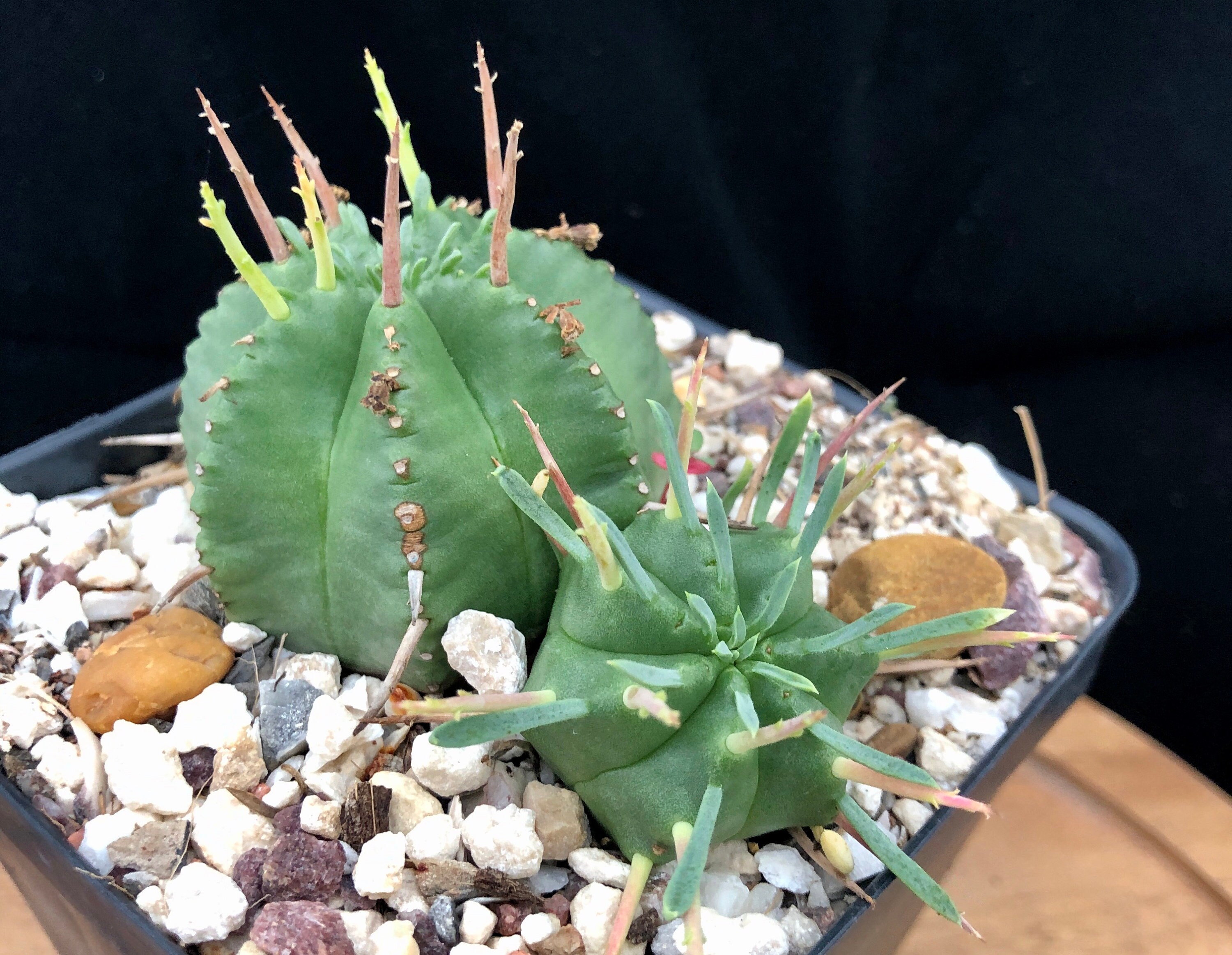 Euphorbia pulvinata Rosette succulent rare succulent plant Etsy