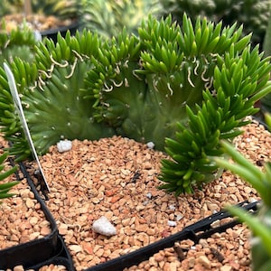 Austrocylindropuntia subulata crested aka Opuntia Eve's Needle Crested 1 gallon/6",  Monster Cactus, prickly pear