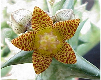 Orbea (Caralluma) schweinfurthii 4" pot, rare stapeliad milkweed, carrion flower, rare succulent plant