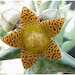 see more listings in the Stapelia, Carrion Flower section
