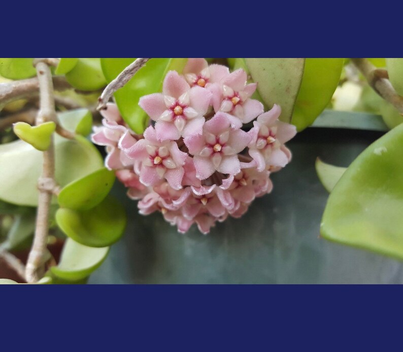 Butterfly Plant Tropical Hanging Basket Scented Flowers pink Flowers Hoya carnosa Hindu Rope Wax Plant Milkweed Plant