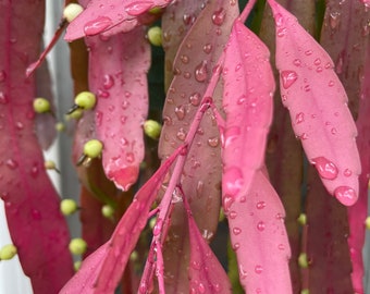 Pseudorhipsalis ramulosa 3", Queen of the night, Orchid cactus, epiphyllum, like Christmas cactus