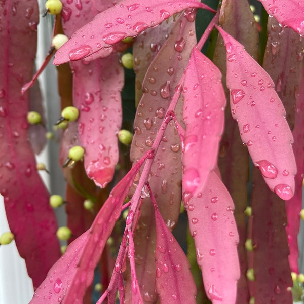 Pseudorhipsalis ramulosa 3", Queen of the night, Orchid cactus, epiphyllum, like Christmas cactus