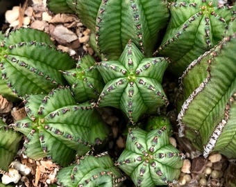 Euphorbia anoplia 4" pots, Tanzanian zipper plant, rare succulent plant, caudex, bonsai