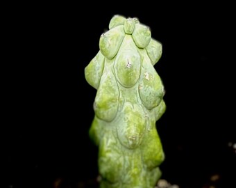 Myrtillocactus geometrizans Fukurokuryuzinboku 4", Boob Cactus, monstrose blue candle cactus, rare succulent