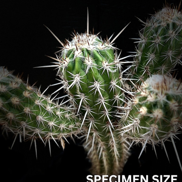 Pilosocereus gounellei  5" pot, Cold Hardy Cactus, easy to grow cactus!