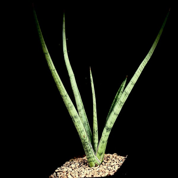 Sansevieria Beauty Queen - Etsy