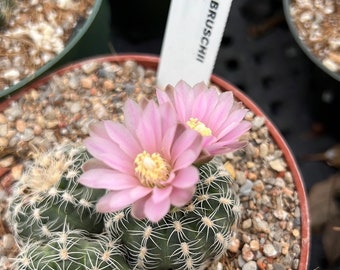 Gymnocalycium bruschii 3", star shaped flowering cactus, dwarf cactus, Chin Cactus, succulent plant