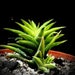 see more listings in the Haworthia & Gasteria section