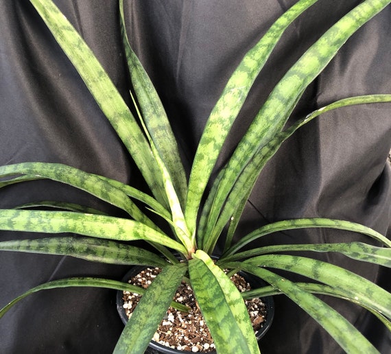 Snake Plant Leaves Turning Yellow