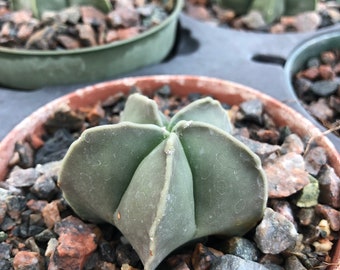 Astrophytum myriostigma 4" pots, Bishops cap, yellow flowers, succulent cacti plant, pin cushion cactus,