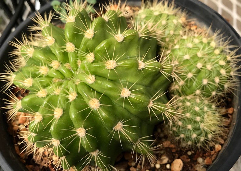 succulent plant cactus plant 1 gallon size Echinopsis Easter Lily cactus large clump round cactus