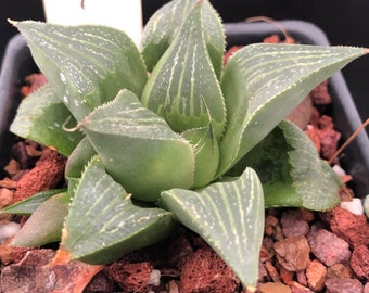 Haworthia magnifica v accuminata 3” pots