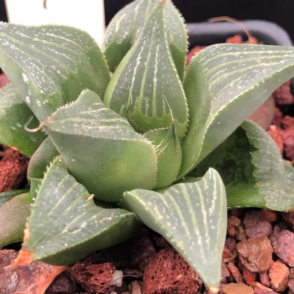 Haworthia magnifica v accuminata 3” pots