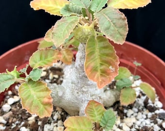 Dorstenia foetida 3", rare bonsai succulent, succulent plant, African succulent plant