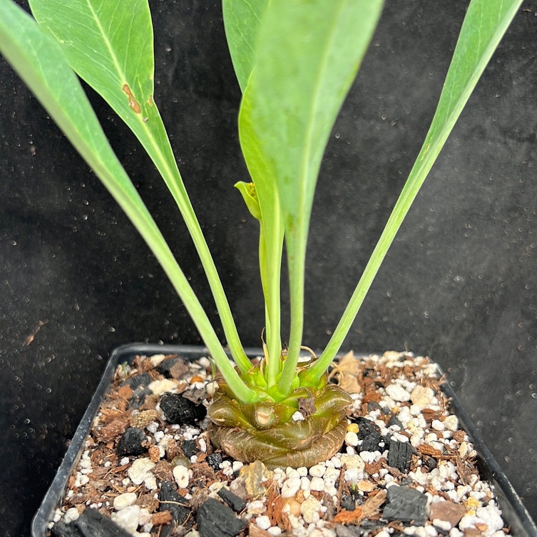 Euphorbia Bupleurifolia 4, Pineapple Plant, Succulent, Rare Succulent