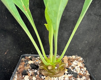 Euphorbia bupleurifolia 4”, Pineapple plant, succulent, rare succulent plant