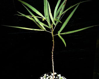 Brachychiton rupestris 6"/1 gallon, rare bonsai tree, succulent plant, Queensland Bottle Tree Caudex