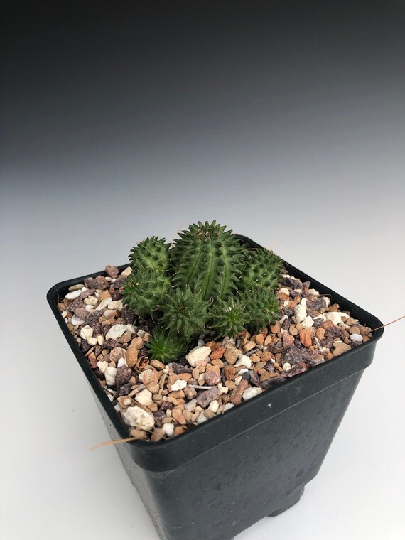 Euphorbia Suzannae South Africa Succulent Rare Succulent Etsy