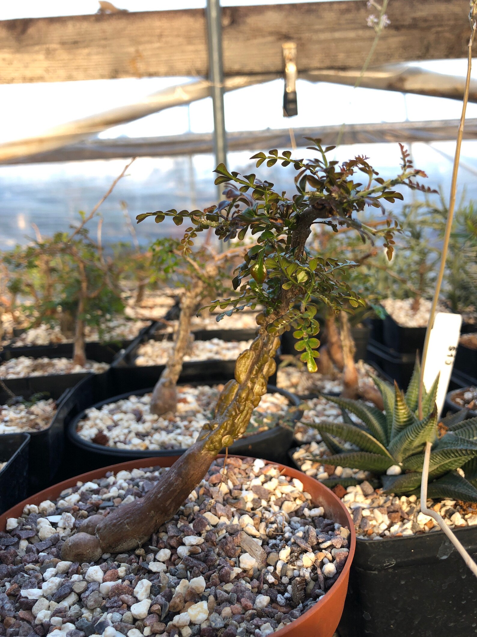 Operculicarya decaryi Madagascar tree elephant tree Etsy