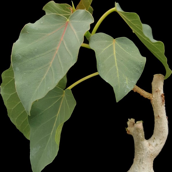 Ficus petiolaris 6"/1 gallon , exotic tree bonsai, rare succulent, rock crushing fig, xeric desert tree, caudex plant, exotic plant