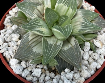 Haworthia Milky Way Variegated 4” magnifica hybrid , Small succulent plant, Beginner easy houseplant