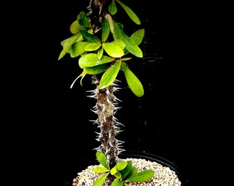 Surprise Euphorbia hybrids 4”, No ID hybrid, Mystery hybrid, Mystery Euphorbia, Spurge plant