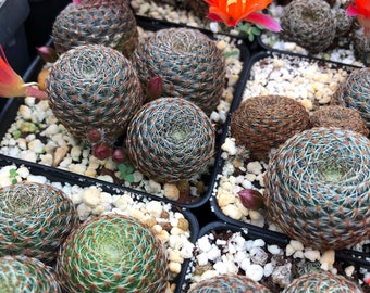 Sulcorebutia Heliosa 4", round flowering cactus, dwarf cactus, succulent plant, red flower cactus, Full pots