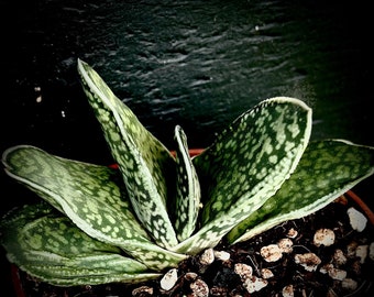 Gasteria Aramatsu 4” Pots Rare Hybrid Ox Tongue Succulent