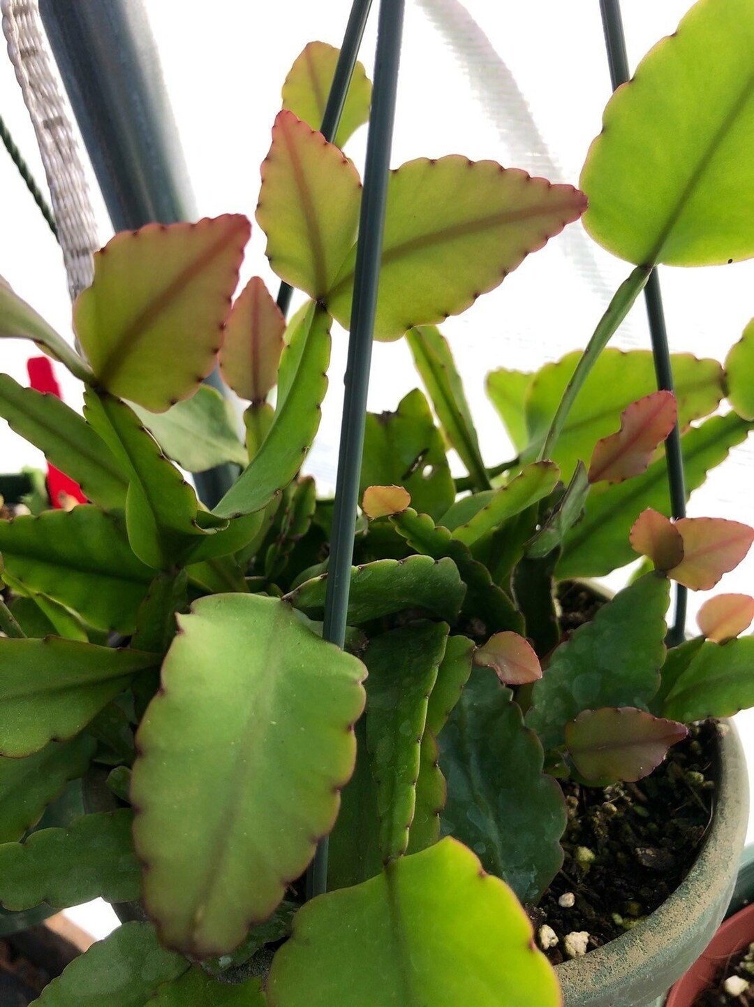 Rhipsalis Oblonga 3, White & Yellow Flowers, Epiphyllum, Cactus, Rare