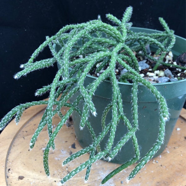 Rhipsalis pilocarpa 4", white yellow flowers, epiphyllum, coral cactus, rare succulent plant, orchid cactus, christmas cactus