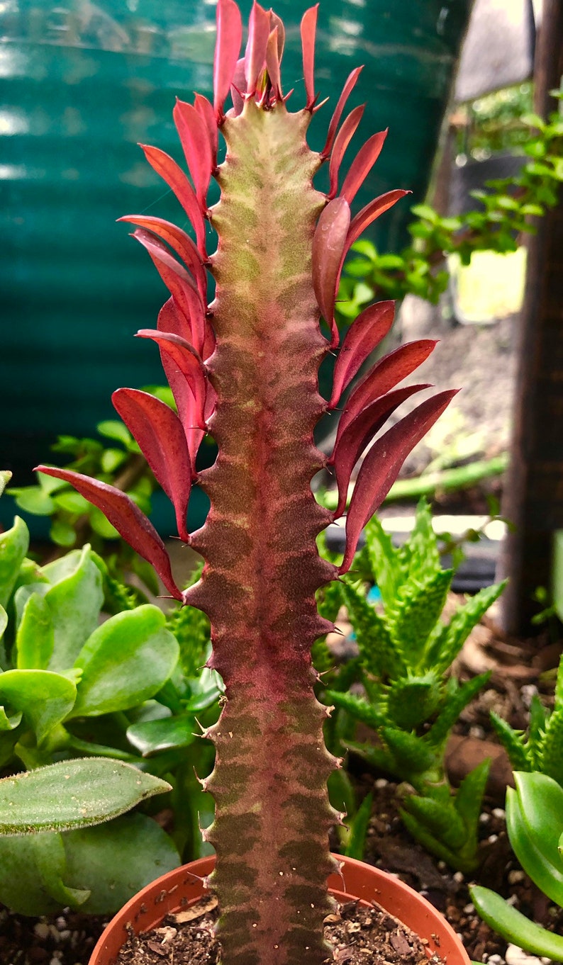 Euphorbia trigona f rubra Red Dragon Bones Cactus Tree Etsy