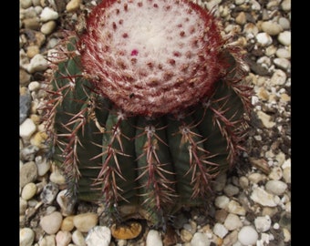 Melocactus violaceus 3", Turk's Cap Cactus, Rare small cactus, Plant Succulent Cacti with fuzzy top, 3 inch pot size, SEED grown