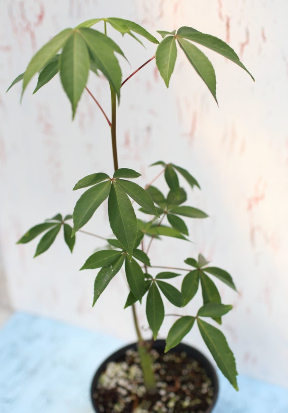 Ceiba Pentandra Silk Floss Tree Cotton Tree Kapok Tree Etsy Ceiba Pentandra Silk Floss Tree Cotton Tree Kapok Tree Etsy