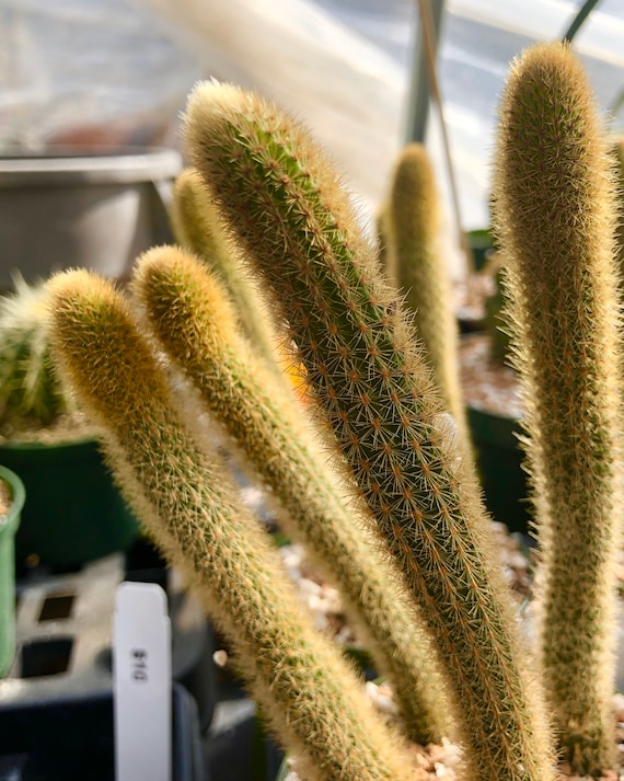Golden Monkey Tail Cactus Cleistocactus Winterii Rat Tail Etsy