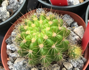 Echinopsis, Easter Lily cactus, round flowering cactus, medium cactus, succulent plant