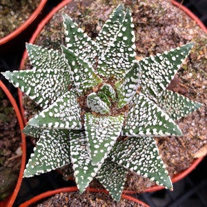 Haworthia cv 'Daiginga' Succulent offset Haworthia cv 'Daiginga' Succulent offset