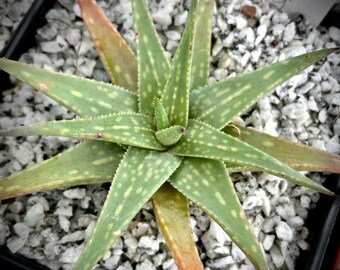 Aloe pictifolia, 4" pots, dwarf aloe species